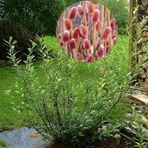 Salix gracilistyla 'Mount Aso' - Pikaemakaline paju 'Mount Aso' C2/2L